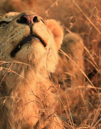 5 Ally Ross Mhangeni 16082018 1 Final