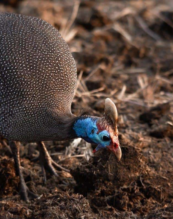 16Kerry Lee Roberg Guineafowl Final