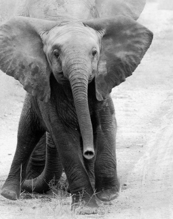 02Kevan Dobbie Elephant Calf 170219 Final 02Kevan Dobbie Elephant Calf 170219 Final