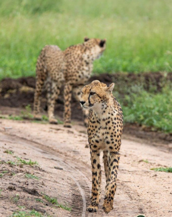 23Kevin Van Der Linde Cheetah 22022019 Final 23Kevin Van Der Linde Cheetah 22022019 Final