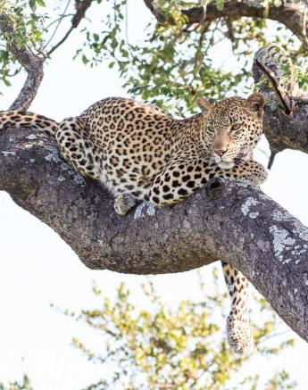 24Frederik Aucamp Kagelia Female Leopard 10 03 2019 Final 24Frederik Aucamp Kagelia Female Leopard 10 03 2019 Final