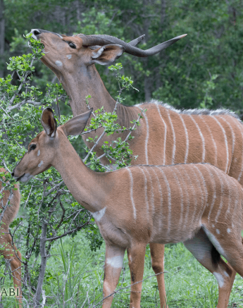 06Dylan Leo Smith Blonde Nyala Final