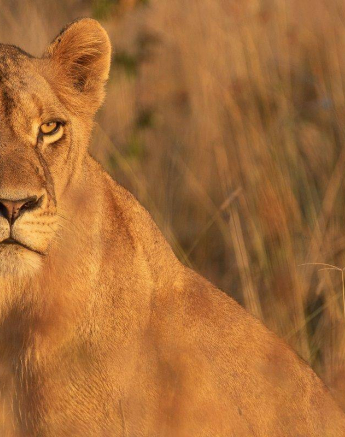 03Kevin Van Der Linde Lions SP 01052019 3 Final