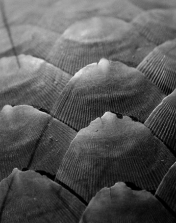 02Kyle 23 July Pangolin Final 02Kyle 23 July Pangolin Final