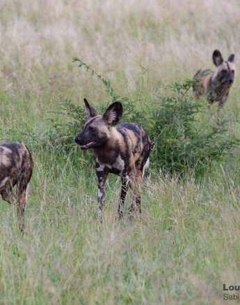 06Louise Murray Wild Dogs 16022020 4 Final 06Louise Murray Wild Dogs 16022020 4 Final