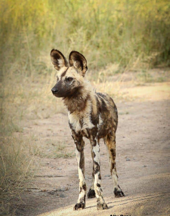 36Ally Ross 20200323 Wild Dog 01 Final