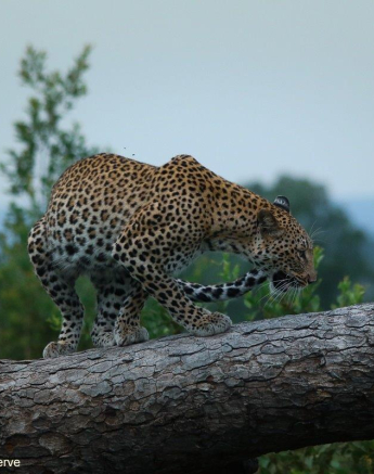 18Ally Ross 2020207 Kegilia 02 Final