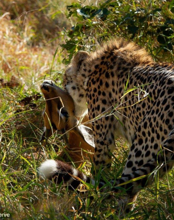 18Amy Leigh Cheetah 1 140521 Final