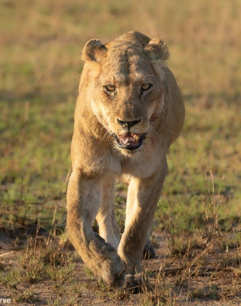 17Tyron Van Der Walt Styx Cubs 170621 1 Final 17Tyron Van Der Walt Styx Cubs 170621 1 Final