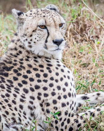 40ronald Mutero Cheetah 19062021 4 Final 40ronald Mutero Cheetah 19062021 4 Final