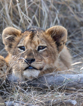 33Andries Ndlovu Styx Cubs 2 180721 Final