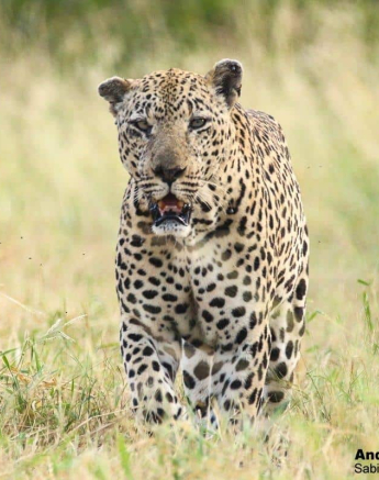 23andries.ndlovu Leopard.xovonakele 16.3.20 1HR Final 23andries.ndlovu Leopard.xovonakele 16.3.20 1HR Final