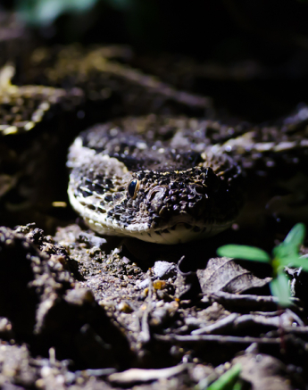 Snake Snake