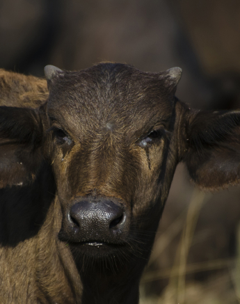Baby Buffalo Baby Buffalo