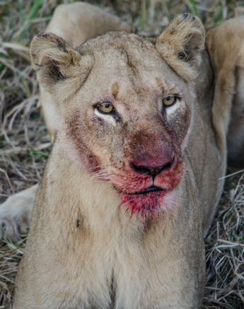 Lioness Blog Steve Lioness Blog Steve