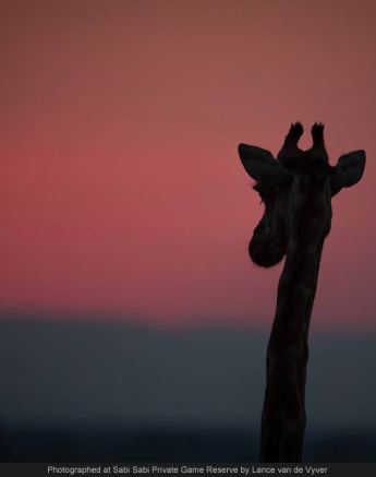 10535561 741578995889754 1986109770668667644 O