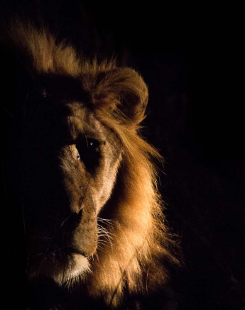 03Blog Lion2 03Blog Lion2