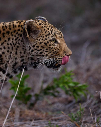 18Mike Palmer WD Cub 130116 2 18Mike Palmer WD Cub 130116 2