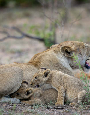18Pravir Patel Lion01 010316 18Pravir Patel Lion01 010316