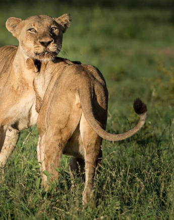 29Terry Ennever SP 3117 3 Final