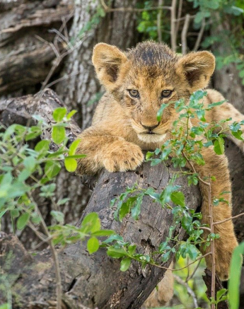12Kyle 7 March Lion Kill 15 Final 12Kyle 7 March Lion Kill 15 Final