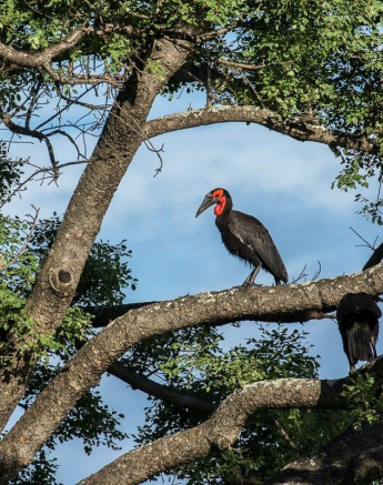30Kyle 11 Jan 2017 Ground Hornbill Final 30Kyle 11 Jan 2017 Ground Hornbill Final