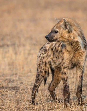 48Francois Malan Hyena 2018823 Final 48Francois Malan Hyena 2018823 Final