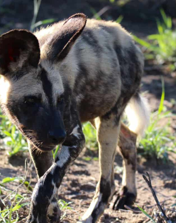 10 Louise Murray Wild Dogs 05012019 2 10 Louise Murray Wild Dogs 05012019 2