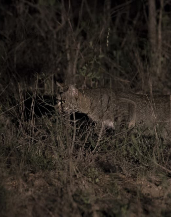 07Kyle African Wild Cat 2 Final