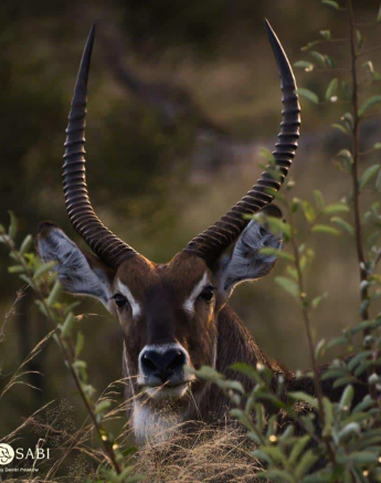 36Daniel Polakow Waterbuck Red Final 36Daniel Polakow Waterbuck Red Final