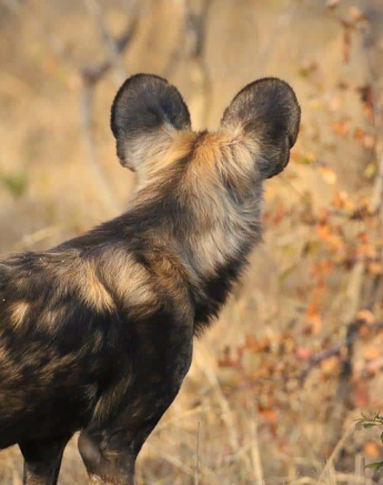 02Steff McWilliam African Wild Dog 12062019 1 Final