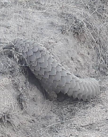 07Bethuel Mkonto Pangolin 29102018 8 Final 07Bethuel Mkonto Pangolin 29102018 8 Final