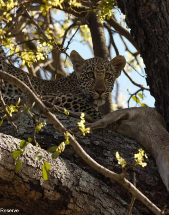 12Daniel Hitchings Scotia 02122019 3 Final 12Daniel Hitchings Scotia 02122019 3 Final