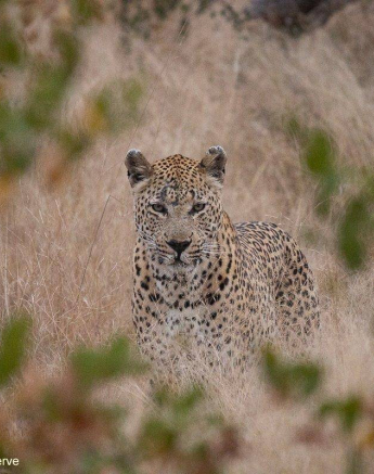 06Greg Heasman Max 09062020 2 Final