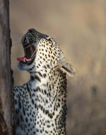 16Ally Ross 20200823 Ngumi Female Scotia Cub 01  Final