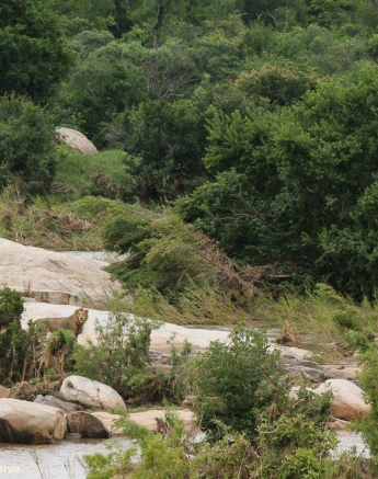 28Erin Herbst Male Lion 1 090221 Final