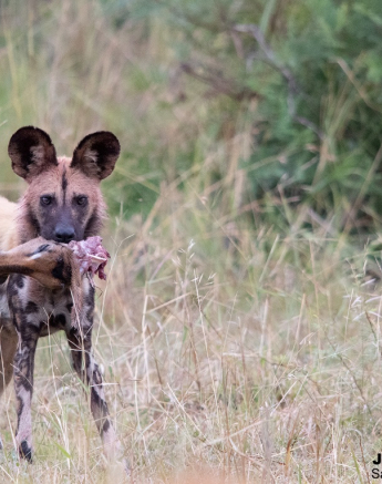 B12Jason Street Wilddog 010422 Final