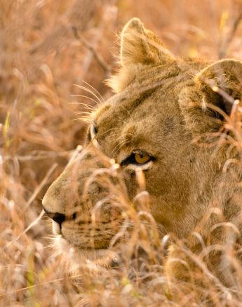 Sabi Sabi Photography 7 Sabi Sabi Photography 7