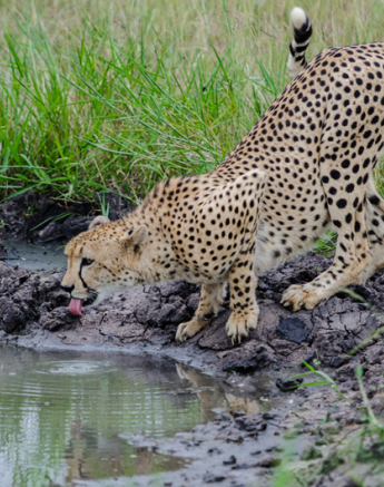 Cheetah 11 Cheetah 11