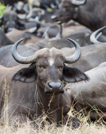 Buffalo Herd 3 Buffalo Herd 3