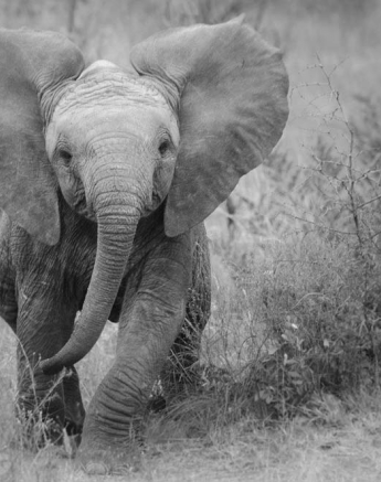 Steve WB Ele Steve WB Ele