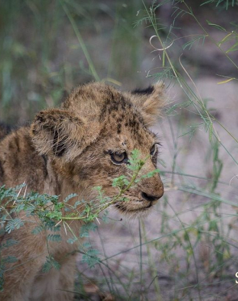 1425373 811781855536134 1851590072781099386 O