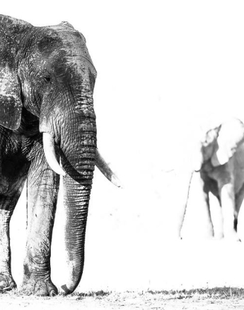 10974722 813073498740303 1230683294827028039 O