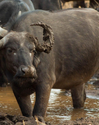 05Frederik Aucamp African Cape Buffalo 2 Final 05Frederik Aucamp African Cape Buffalo 2 Final