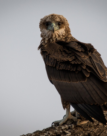 09Franscois Rosslee Bateleur 1 Of 1 Final 09Franscois Rosslee Bateleur 1 Of 1 Final