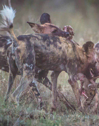 11Terry Ennever Wild Dog 201855 2 Final 11Terry Ennever Wild Dog 201855 2 Final