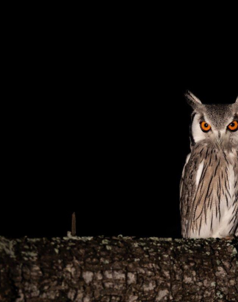 27Kevin Van Der Linde Southern White Faced Owl 19032019 Final