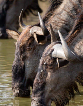 35Louise Murray Wildebeest 21092019 Final 35Louise Murray Wildebeest 21092019 Final