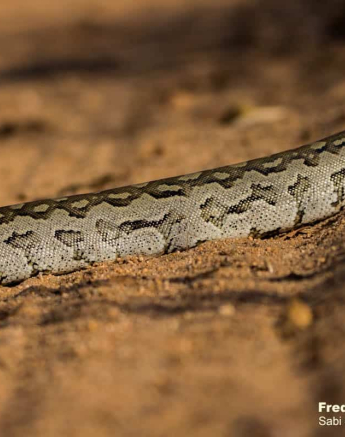 03Frederik Aucamp African Rock Python 2 Final 03Frederik Aucamp African Rock Python 2 Final