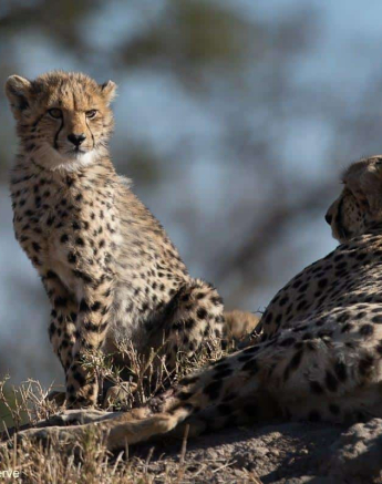 16Tyron Van Der Walt Cheetah And Cubs 160720 7 Final 16Tyron Van Der Walt Cheetah And Cubs 160720 7 Final